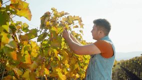 European farmer analyzing whether or not it is time to pick the grapes from his vineyard. High resolution video. 4K.