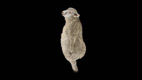 Sheep Dancing, Animal, 3d rendering, Animation Loop, cartoon, included in the end of the clip with Alpha matte.
