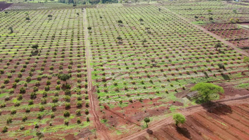 Smart agriculture technology- Aerial drone view of avocado farm in Kenya. | Shutterstock HD Video #1098258275