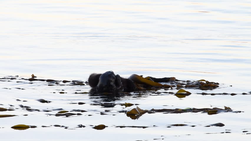 HD video of a female California Sea Otters grooming baby otter in shallow ocean waters close to shore, secured with kelp. Sea otters spend much of their time grooming. 