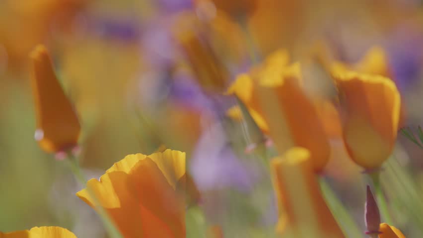 Close up of orange poppies and purple flowers in field in summer during super bloom in Lake Elsinore, California Royalty-Free Stock Footage #1098263533