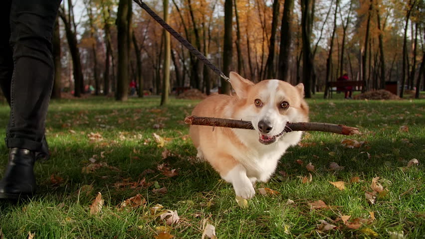 Close-up shot of herding puppy with short, powerful legs. Cute, brown Pembroke carrying wooden stick while walking in the park. High quality FullHD footage | Shutterstock HD Video #1098269837