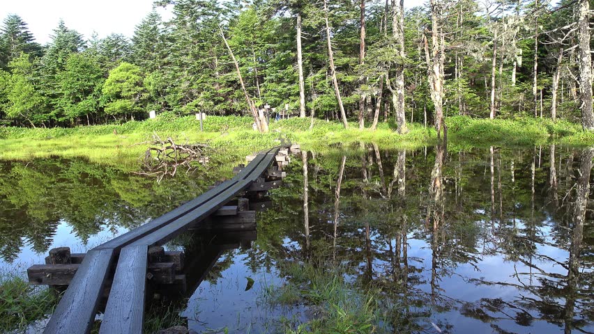 Fixed shot of the forest reflecting the rising sun on the swaying surface of the water. (ambient sound, chirping birds)