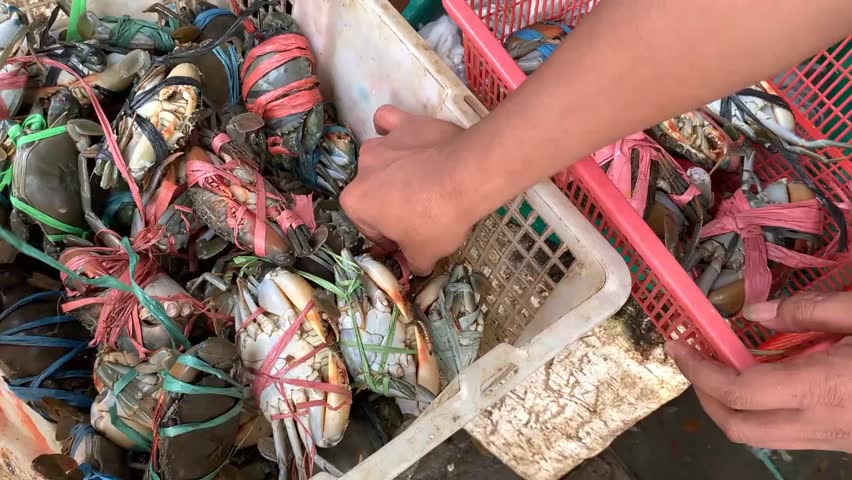 Selecting crabs ordered by customers at the Sidoarjo fish market, East Java