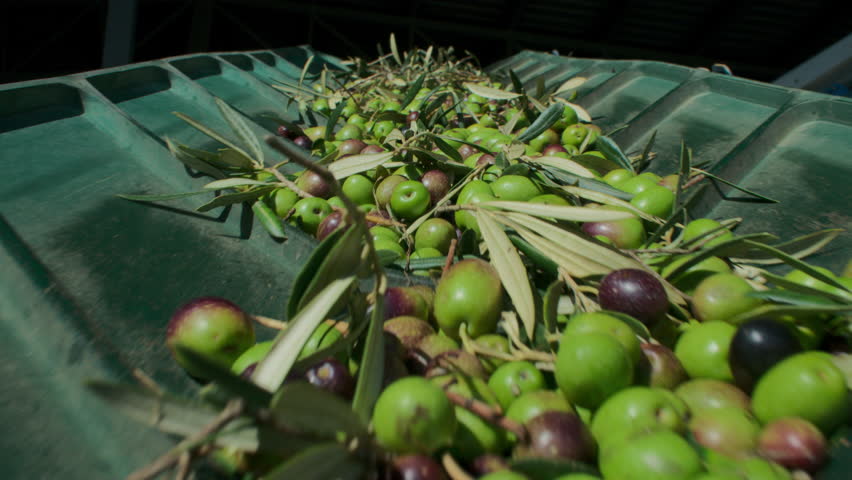 Fresh organic olives with leaves and brunches being processed and carried on industrial belt during olive oil production process. Responsible and conscious small batch family business production Royalty-Free Stock Footage #1098272035