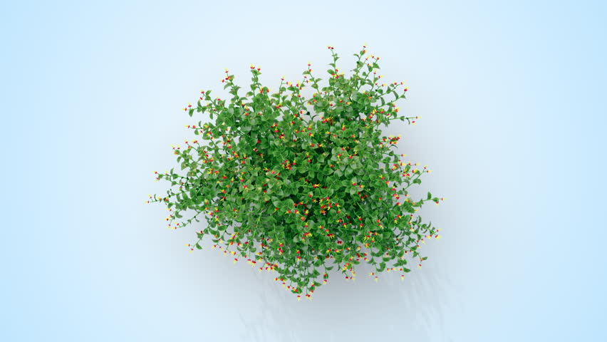 Rosales plant growing from a small plant to an adult. 3d rendering with alpha channel. Camera from a high angle