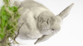 A small, dwarf rabbit eats greens and fragrant hay. Gray rabbit on a white background in slow motion. Vertical video.