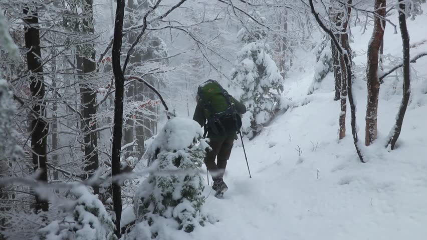 Hiker walks on the forest path in winter with fog