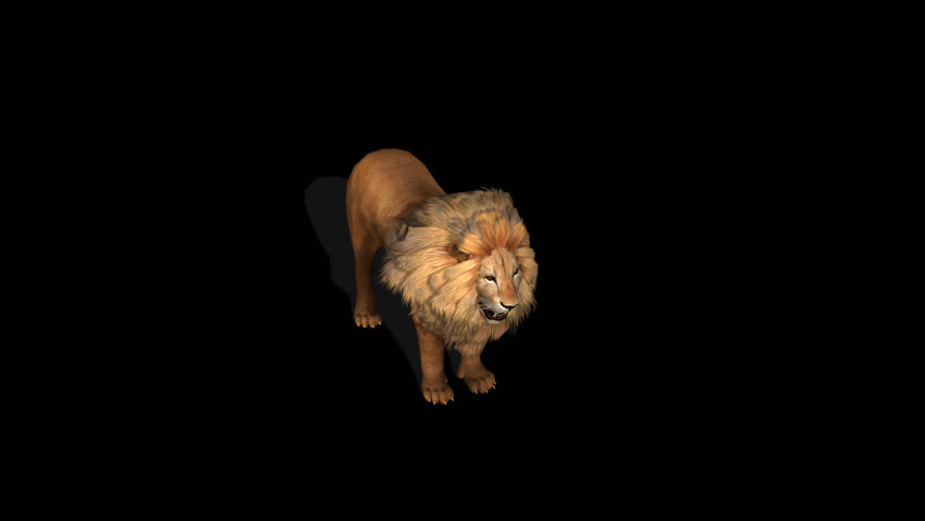 Lion Howling Transparent Alpha Video