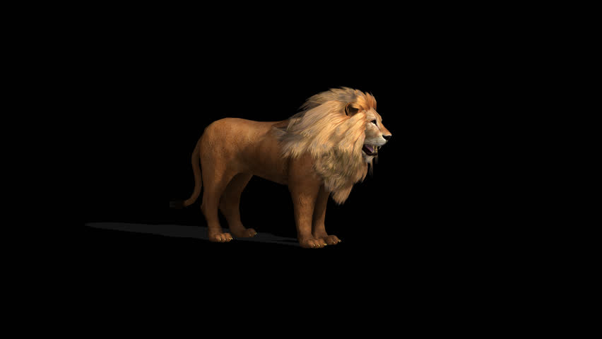 Lion Howling Transparent Alpha Video