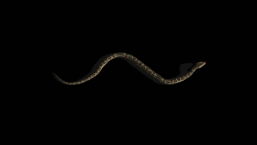 Snake Crawl Transparent Alpha Video Royalty-Free Stock Footage #1098276587