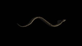 Snake Crawl Transparent Alpha Video