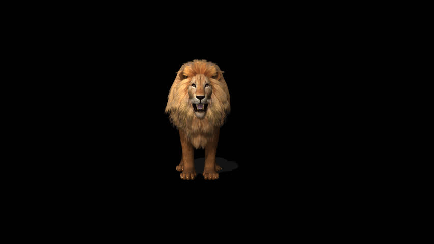 Lion Howling Transparent Alpha Video