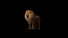 Lion Howling Transparent Alpha Video