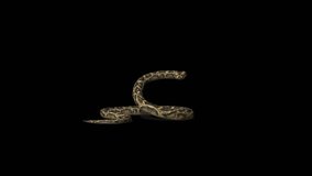 Snake Defence Transparent Alpha Video
