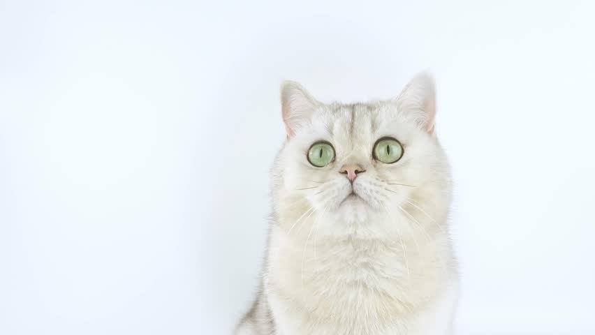 Close up of white British shorthair cat with green eyes sits on a white background in the studio