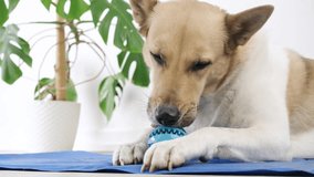 Concept pet care, playing and training. Cute mixed breed dog eating rubber food ball filled with soft dog food, lying on blue mat at home