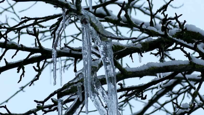 Icicles hang from the branches of the tree. A view of winter icy nature.