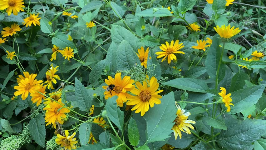 Thin-leaved sunflower (Helianthus decapetalus) is a rhizomatous perennial wild flower of the aster family.Sunflower forest, light breeze. The bumblebee collects nectar.The insect feeds on nectar.
