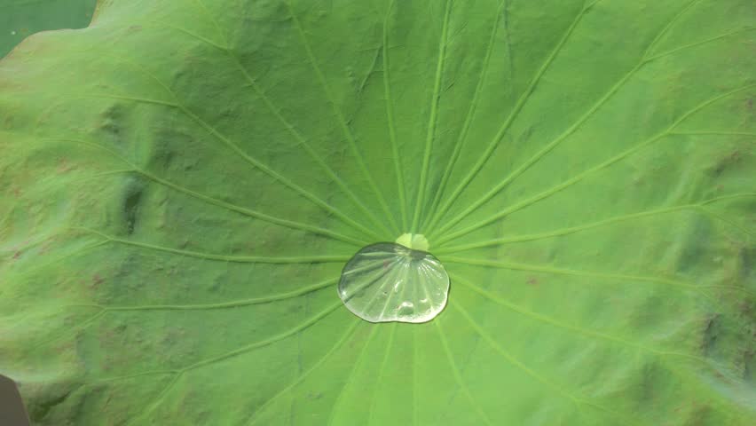 Water Drop On The Lotus Leaf. Nelumbo Plant Field.