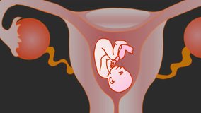 From zygote to infant animation.  Formation, development and growth stages in uterus. Zygote, embryo, fetus, baby, child. baby formation and development in the womb. medical video