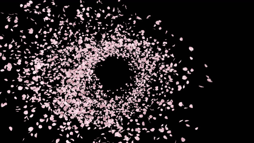 Cherry Blossom Petals Burst with Luma Matte. 3D rendering. This work is element of cherry blossom you can place on footage or background and easier to adjust color.