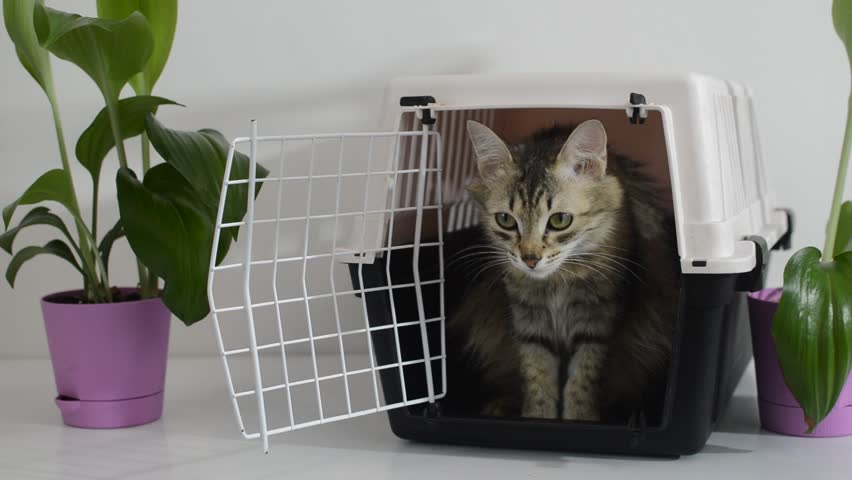 Travel carrier box for animals. A cat sitting in pet carrier. An article about transportation of animals. Cat has found new home. Moving to new house. Selective focus Royalty-Free Stock Footage #1098305577