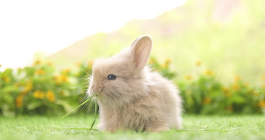 Mignon Adorable Lapin Blanc Moelleux Assis Sur La Pelouse D'herbe