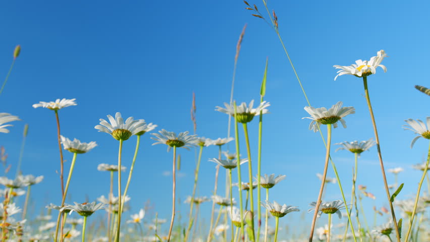 Blooming camomile in the green field. Flowering and collection of medicinal plants. Low angle view. Royalty-Free Stock Footage #1098310929