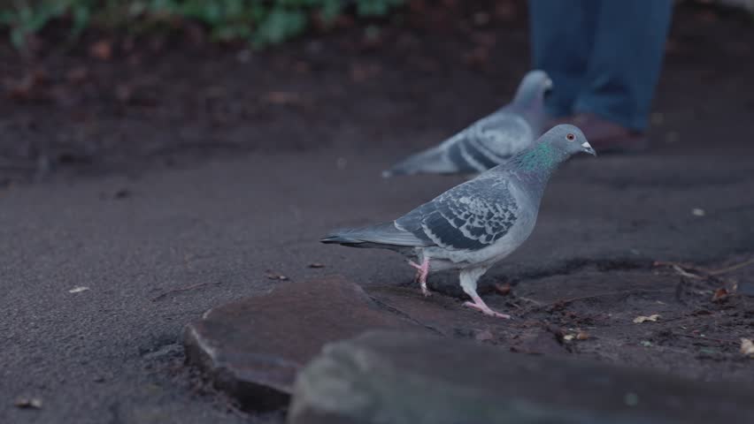 Pigeons walk in the park and squirrel runs in the background, a man