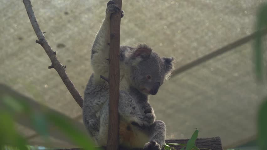 Adult fussy eater, koala, phascolarctos cinereus leaning on to the tree, reach out and grabbing a branch of leaves, sniffing it and decided it is not its favourite eucalyptus tree, close up shot.