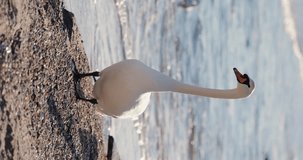 A swan on the sea beach, vertical video, slow motion 4k at 120 fps