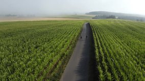 An aerial view of two joggers running on an empty road surrounded by green fields of corn in a countryside - Powered by Shutterstock - Get 15% off with code: PIKWIZARD15
