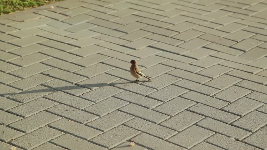 The finch bird walks on the paving slabs, limps and tries to get to the grass in the city. Rare injured bird tries to survive among humans.