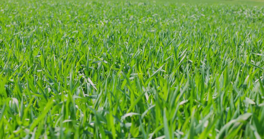 Field of fresh grass field in sunny day. Wheat seedlings growing on field | Shutterstock HD Video #1098321131