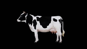 Cow Idle Side View  Animation Loop Pack.Full HD 1920×1080.Transparent Alpha videos.LOOP.