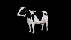 Cow Idle Front View  Animation Loop Pack.Full HD 1920×1080.Transparent Alpha videos.LOOP.