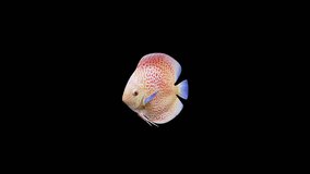 Discus Fish Front View, Animation.3840×2160.06 Second Long.Transparent Alpha video.LOOP.