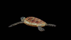 Green Turtle Swimming Side View, Animation.3840×2160. 08 Second Long.Transparent Alpha video.LOOP