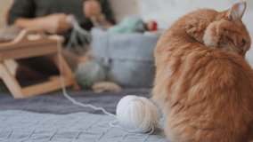 Woman is crocheting while watching movie on laptop. Learn to knit from video lessons and tutorials on Internet. Ginger cat is sitting near woman.