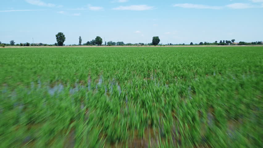 Rice field near Abbiategrasso, Lombardy, Italy Royalty-Free Stock Footage #1098327171