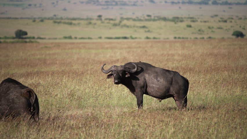 Buffalos around Maasai Mara park in Kenya, Africa