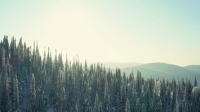 Epic Sunlight over Fir Trees In Winter Cinematic Aerial Video. Nature In winter Concept: Drone Flight Over Beautiful Girl Forest. Snow Winter Background, 4K VIdeo.