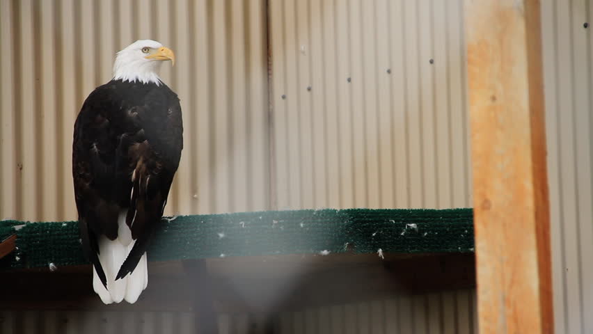 Bald Eagle Sits and Turns Head on Rail