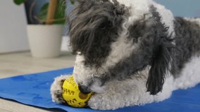 Concept pet care, playing and training. Cute mixed breed dog eating rubber food ball filled with soft dog food, lying on blue mat at home
