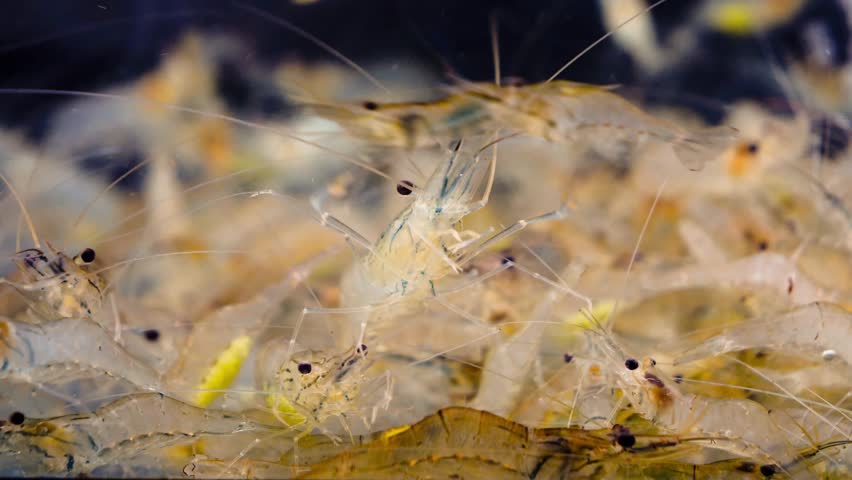 Close up of live shrimp swimming,macro in aquarium it is spawning Royalty-Free Stock Footage #1098337687