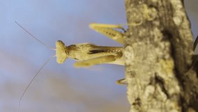 Vertical video, Close-up of frontal portrait of praying mantis sitting on branch and looking around at the grass and blue sky background. European mantis (Mantis religiosa)