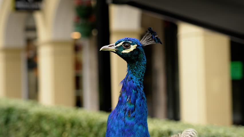 Beautiful male peacock on outdoor street building background. Bird head close up
