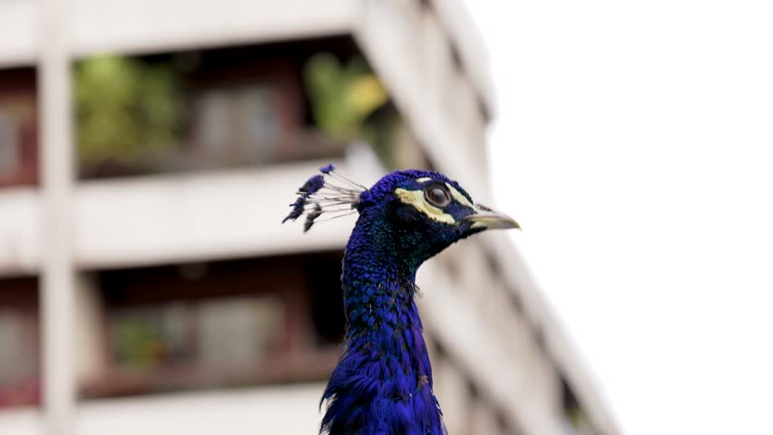 Elegant male peacock head on city house background in the wind