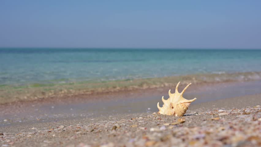 Shell on the seashore. Seascape.